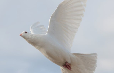 A white dove flies in the sky