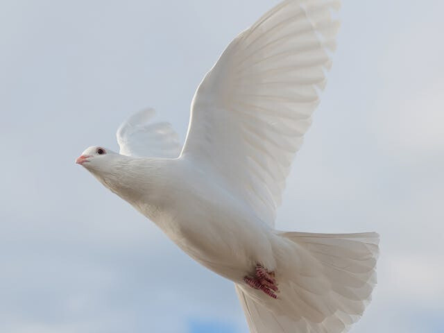 A white dove flies in the sky