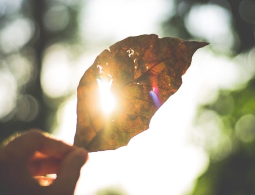 1/25/26 聯合崇拜 Combined Service: 撒该的故事 Story of Zacchaeus